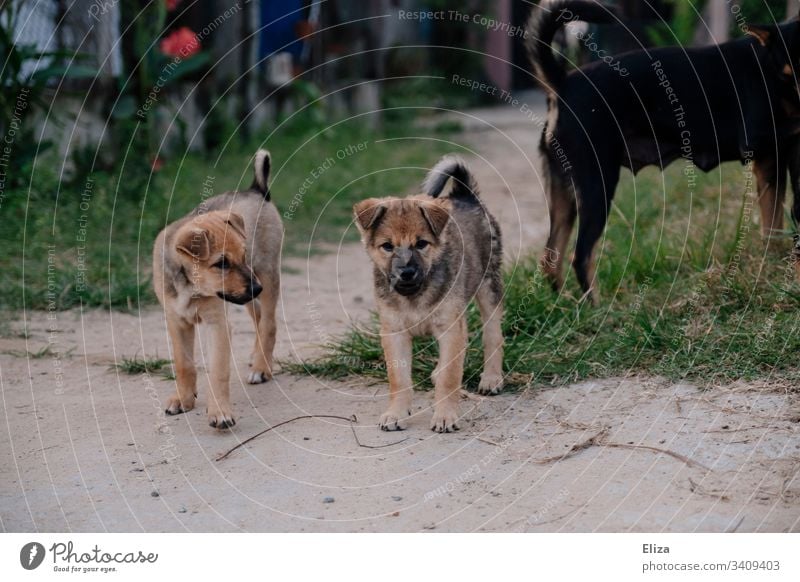 Zwei junge niedliche Hunde draußen auf der Straße Hundewelpen Straßenhunde klein süß Welpe Haustier züchten Außenaufnahme Mischlinge Mischlindshunde Tier