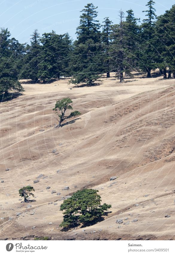 Bäume auf verdorrten Gras Kanada Steppe Himmel Tannenbäume Farbfoto Natur Menschenleer Landschaft leben vertrocknet Hügel Hügellandschaft Strauch