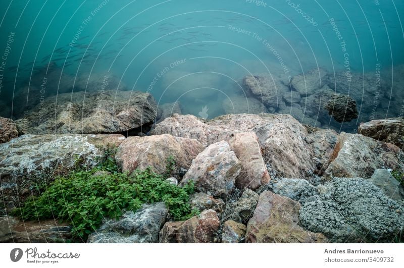 Fische, die in der Nähe der Felsen schwimmen im Freien Tiere Küste Tauchen von Schwänen Meer blau Wasser Fische suchen Enten beim Schwimmen schwarze Enten