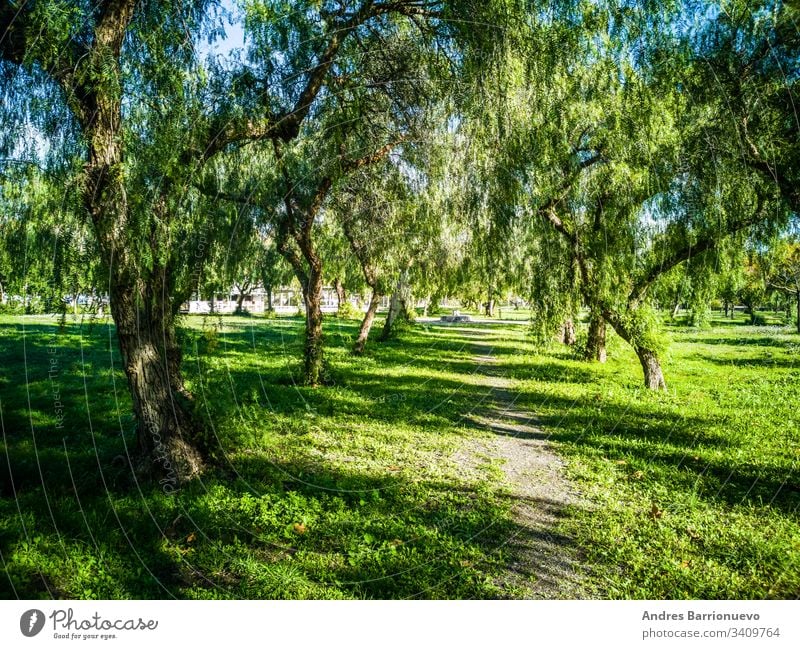 Blick auf sehr grüne Bäume und Gras in einem Park von Puerto de Sagunto Landschaft Frühling Rasen Ebene Baum Ernte Garten Ansicht Himmel Horizont Grasland Szene