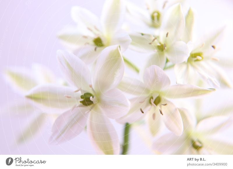 Stern von  Bethlehem Milchstern blume rein weiß reinheit sterne sternenblüte offen aufgeblüht winterblume zart schönheit blumenfoto in weiß blumenbild natur