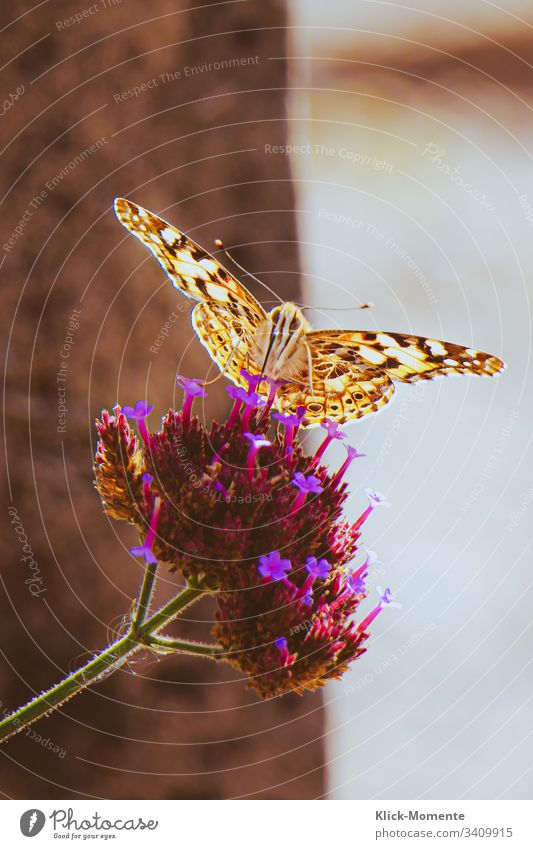 Schau mir in die Augen kleines. #Schmetterling #Natur #Falter #Blume *Schmetterling #Flügel #Raubeundmehr #Insekt #Tier #Fühler #Frühling #wunder Nahaufnahme