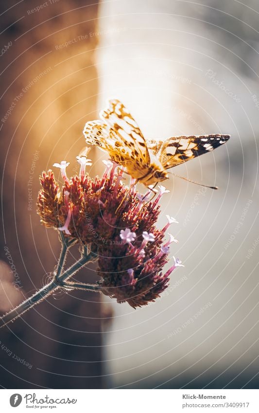 Schmetterling auf Blume, sonnt sich und präsentiert seine wunderbaren Flügel. #Schmetterling #Natur #Falter #Blume *Schmetterling #Flügel #Raubeundmehr