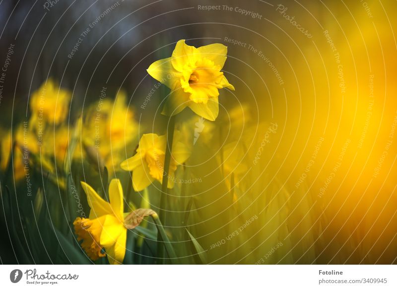 Ein Feld voller blühender Osterglocken im Frühling Blüten Blume Pflanze Natur Farbfoto Außenaufnahme grün Blühend Tag Menschenleer Schwache Tiefenschärfe Umwelt