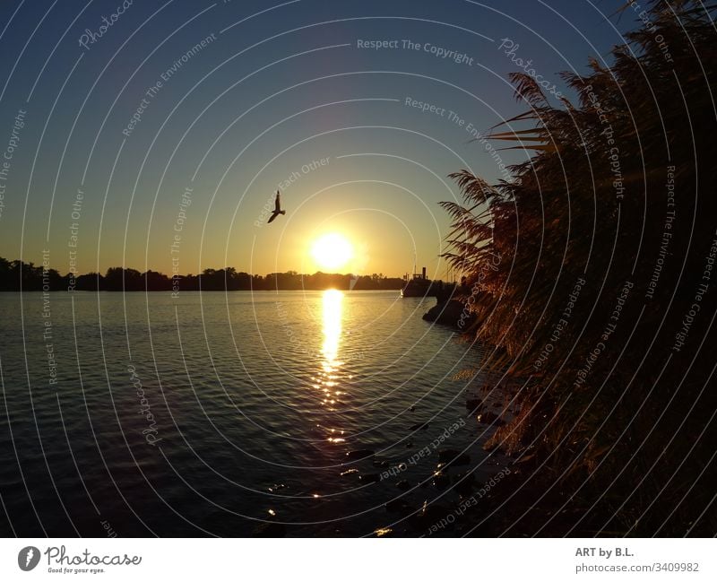 An der Elbe bei Lauenburg fluß wetter sonne sonnenuntergang vogel möwe schilf dämmerung abend Wasser Außenaufnahme Schönes Wetter Sonne Farbfoto Sonnenlicht