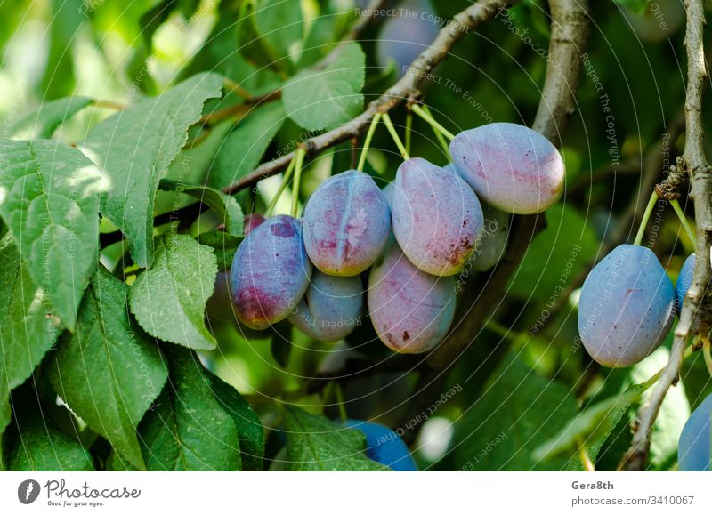 Früchte der blauen Pflaume auf einem Zweig mit grünen Blättern in Nahaufnahme blaue Pflaume Ast Lebensmittel Frucht Garten grüne Blätter saftig natürlich Natur