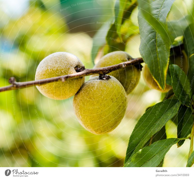 gelbe Früchte an einem Zweig mit grünen Blättern in Nahaufnahme Lebensmittel Garten Blatt natürlich