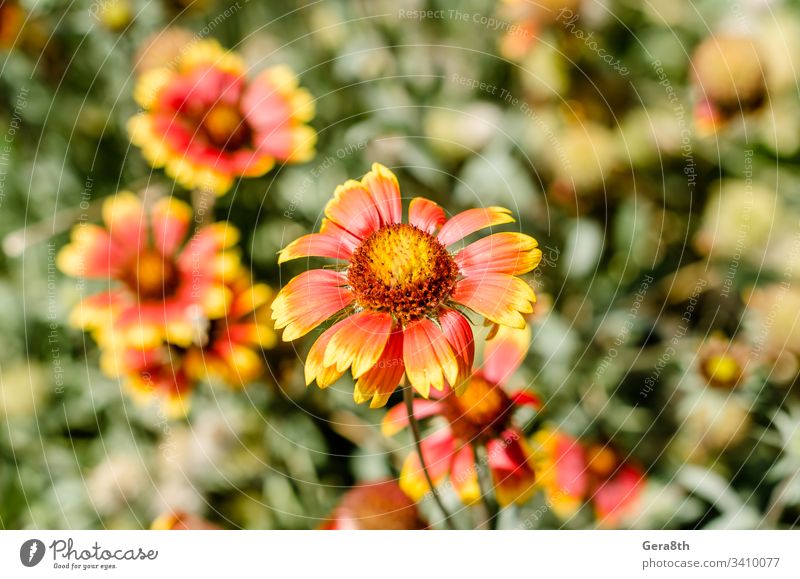 blühende Blume mit roten und gelben Blütenblättern auf dem Hintergrund einer Blütezeit Nahaufnahme Flora Floristik Blumenfeld Garten Wiese natürlich Natur