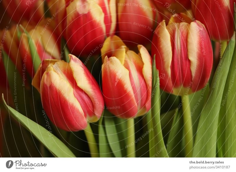 Tulpen rot-gelb Schönes Wetter Nahaufnahme natürlich Natur Wachstum Blühend Lebensfreude Fröhlichkeit frisch Blume Blüte Freundlichkeit Pflanze Frühling schön