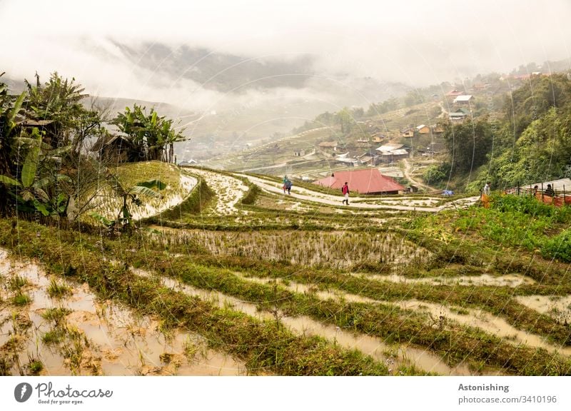 Reisterrassen in Sapa, Vietnam Reisanbau Ernährung Lebensmittel Farbfoto Asien nass Pflanzen Landwirtschaft Linien Nebel Wetter Nässe Wolken Tal hinunter Dorf