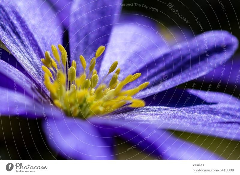 violette Anemone mit gelben Staubblättern Blüte Blume lila Frühling Pflanze Natur elegant Nektar Pollen Blühend Staubfäden Frühlingsanemone