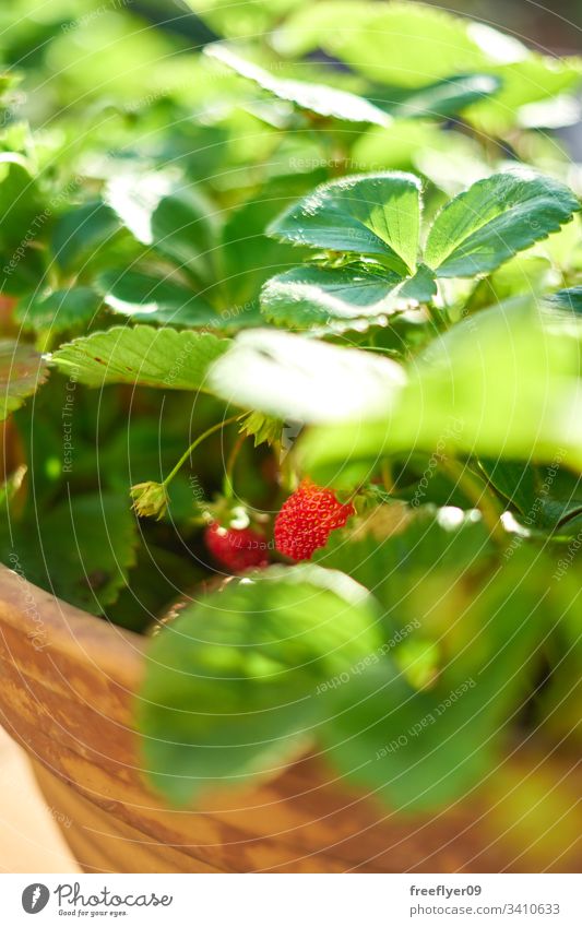 auf einem Blumentopf wachsende Walderdbeeren Frucht Pflanze Erdbeerpflanze Gärtner Eimer Erdbeeren Ernte Beeren Topf Blatt organisch Frische Diät Single