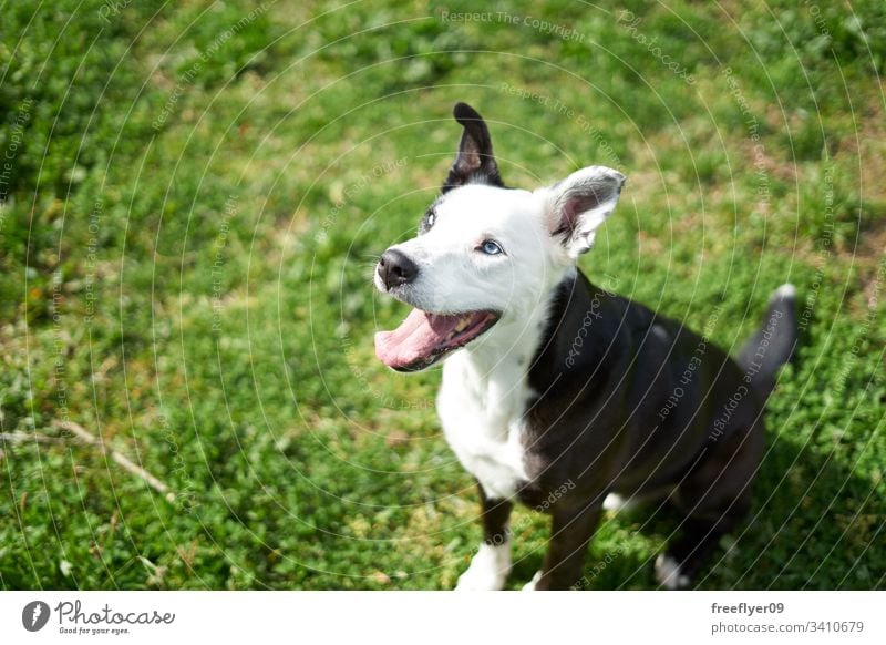 Schwarzweißer Hund auf einer Grasfläche, der von unten "lächelt". Tier wild heimisch schwarz grün Lächeln spielen spielerisch Freund Gehorsam außerhalb Training