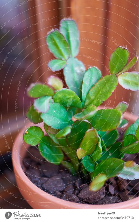 Wüstenpflanze, die auf einem Blumentopf wächst Sukkulente Sempervivum wachsend Topf natürlich Pflanze Kaktus Botanik botanisch Rosette Flora Pute grün Dürre