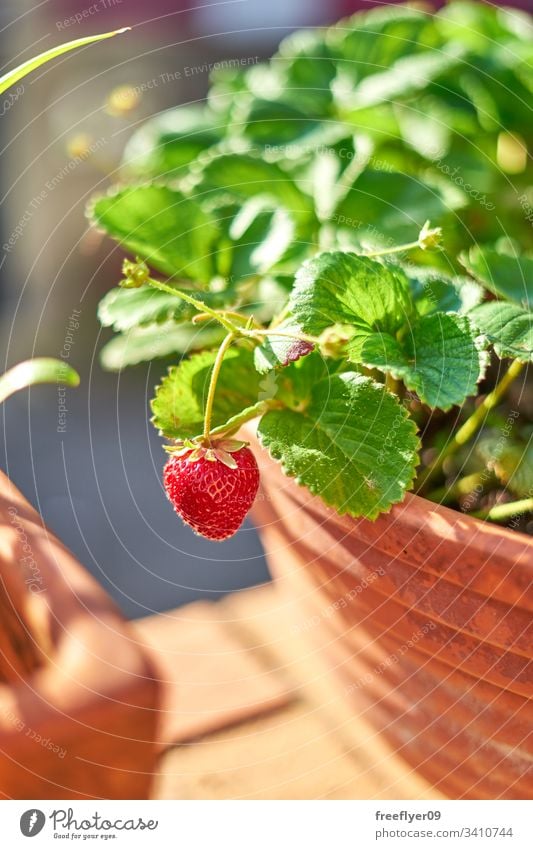 auf einem Blumentopf wachsende Walderdbeeren Frucht Pflanze Erdbeerpflanze Gärtner Eimer Erdbeeren Ernte Beeren Topf Blatt organisch Frische Diät Single