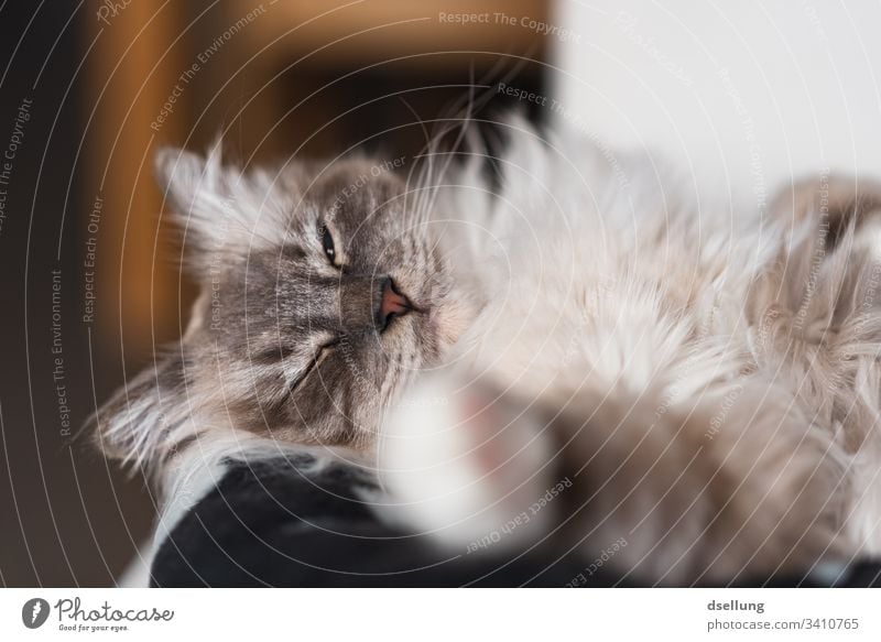 Entspannte Katze mit Pfote im Vordergrund Tier Haustier Heilige Birma 1 Erholung liegen Blick schön niedlich weiß Zentralperspektive Farbfoto Menschenleer