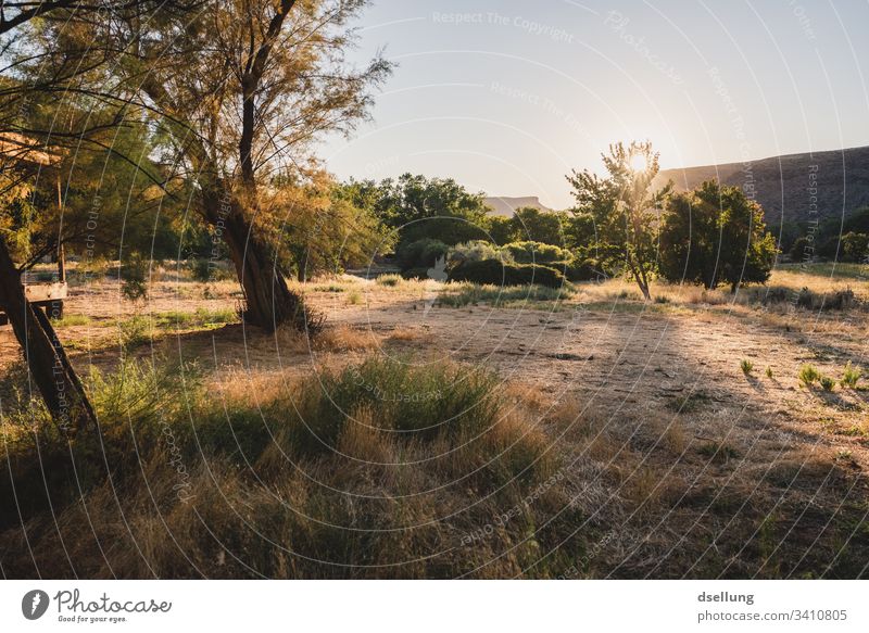 Ein Garten im Sonnenuntergang Sonnenlicht Schatten Licht Textfreiraum unten Außenaufnahme Farbfoto Herbst Park Gras Baum Pflanze Schönes Wetter Natur Umwelt