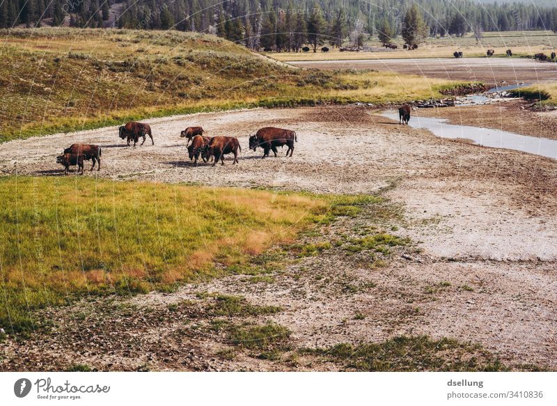 Bisonherde in Bewegung auf kargem Boden mit Wald im Hintergrund Sonnenlicht Tag Hintergrund neutral Menschenleer Außenaufnahme Gedeckte Farben Farbfoto