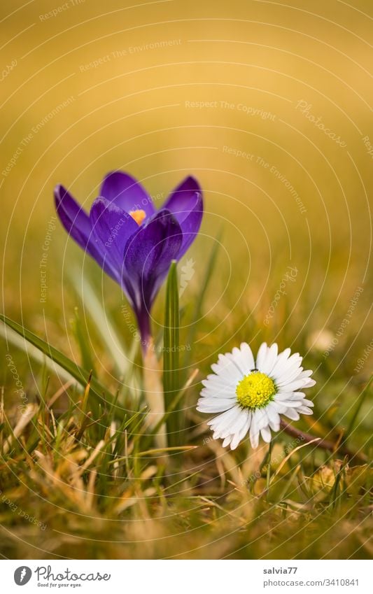 Frühlingsboten, blauer Krokus mit Gänseblümchen Natur Pflanze Blume Blüte Frühblüher krokus Bellis Blühend Farbfoto Außenaufnahme Menschenleer grün Blütenblatt