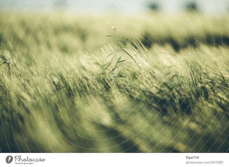 Unreif Umwelt Natur Pflanze Tier Sonne Sommer Schönes Wetter Grünpflanze Nutzpflanze Feld Blühend wandern stachelig grün Abenteuer "Agrar Landwirtschaft Acker