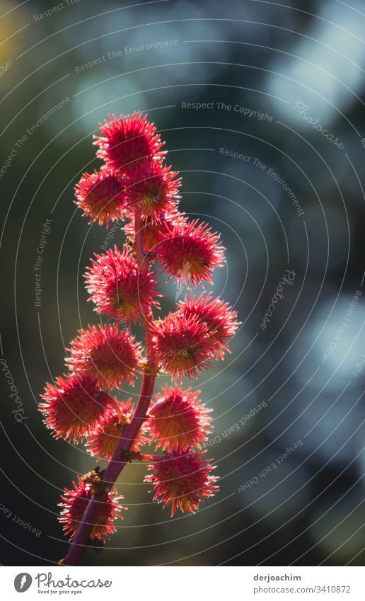 Natur pur /  Herbstblume, zart und fein. Ein wunderschöner Blütenstempel  mit rosa Blüten. Blume Pflanze Nahaufnahme Detailaufnahme Blühend Blütenblatt