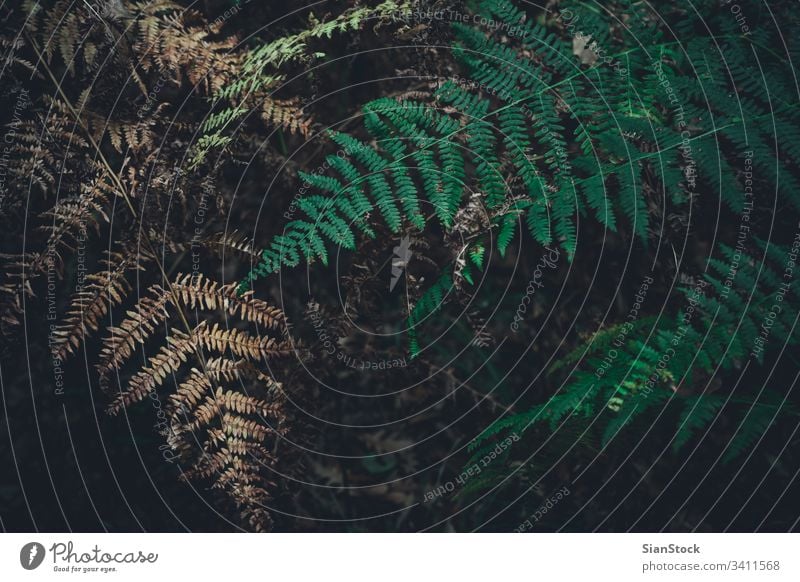 Grüner und trockener Farnbogen im Wald, Herbsthintergrund. Wurmfarn Hintergrund Blatt fallen Natur Saison Adlerfarn grün Pflanze braun Blätter botanisch