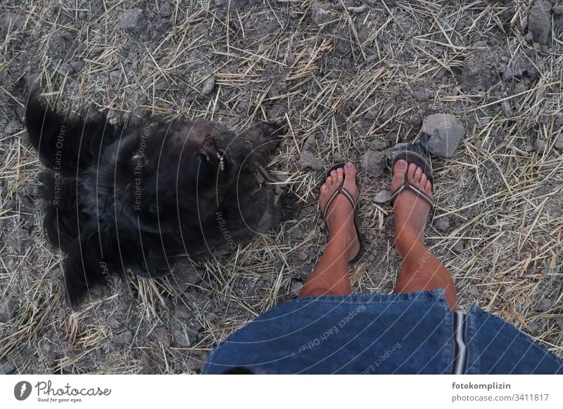 Blick von oben auf Füße und in die Augen eines schwarzen Hundes Hundeblick Hundekopf Haustier Tierporträt Tiergesicht Hundeschnauze Hundeauge Haushund