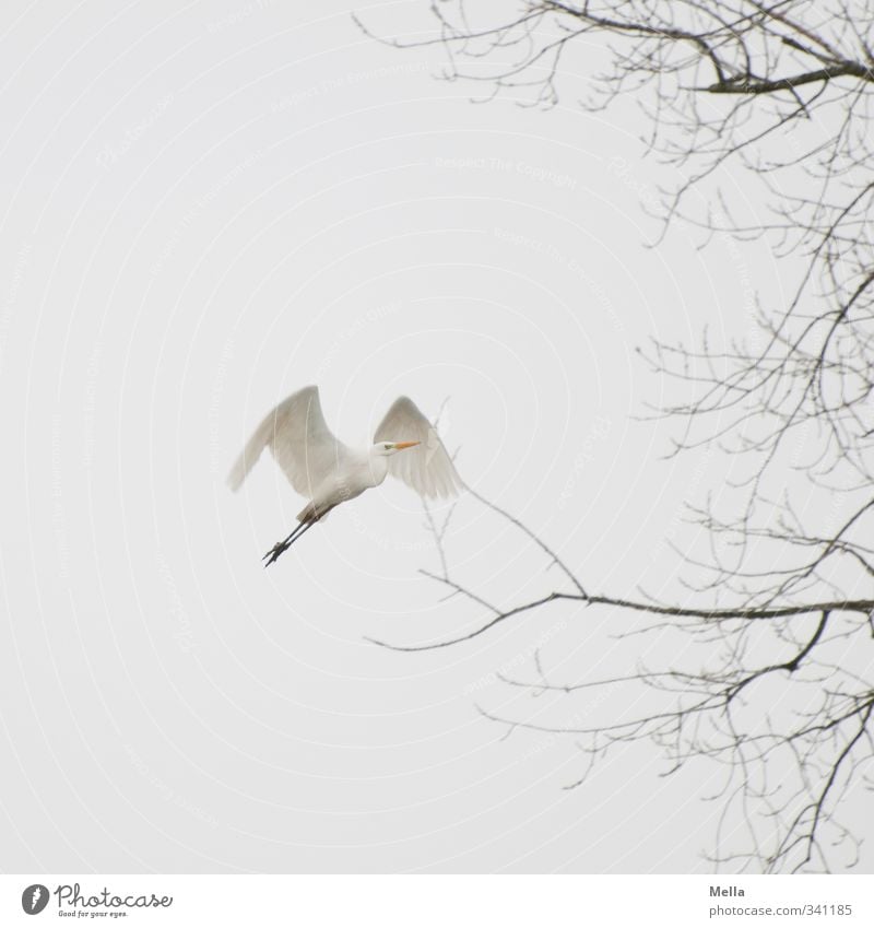 Auf Umwelt Natur Pflanze Tier Luft Himmel Herbst Winter Baum Ast Geäst Wildtier Vogel Reiher Silberreiher 1 fliegen frei natürlich trist grau weiß Freiheit