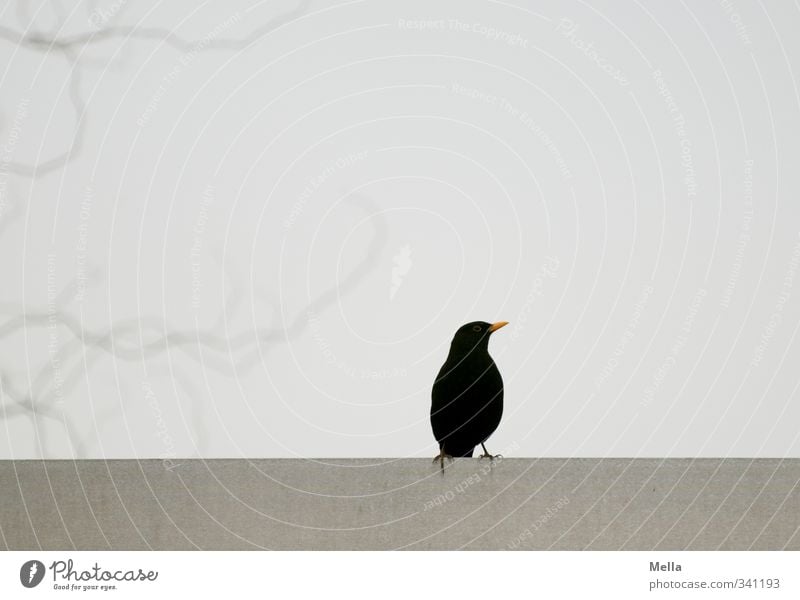 Schwarz Umwelt Natur Tier Pflanze Baum Ast Dach Vogel Amsel 1 hocken Blick sitzen frei klein natürlich Neugier trist grau einzeln Farbfoto Außenaufnahme