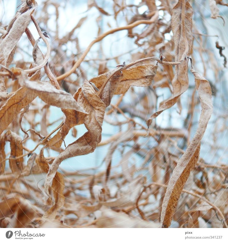 da hilft kein wasser mehr Natur Pflanze Sonne Blatt Grünpflanze Garten alt Krankheit Neugier trist trocken braun Schwäche Zerstörung Zusammenhalt kringeln welk