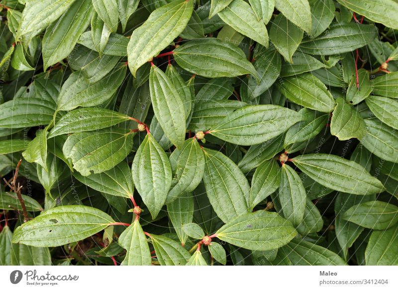 Tautropfen auf den Blättern der Pflanze Hintergrund schön Schönheit Botanik hell Farbe Kondenswasser Kopie Detailaufnahme Tropfen Tröpfchen Umwelt Flora Blume