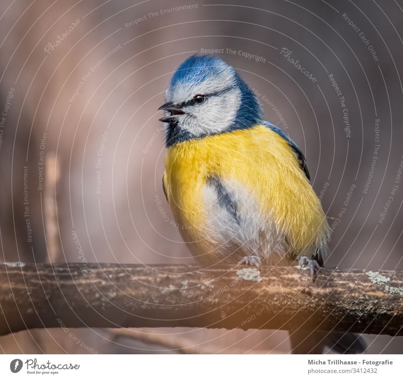 Singende Blaumeise Cyanistes caeruleus Meisen Kopf Auge Schnabel Krallen Flügel Tiergesicht Vogel Wildtier Feder gefiedert Baum Sonnenlicht Schönes Wetter Blick