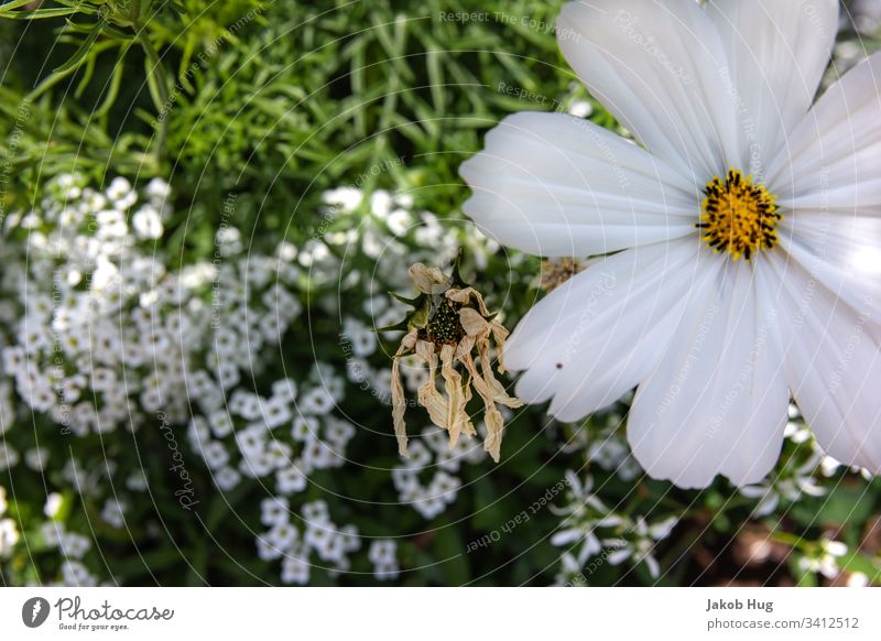 Weiße Blüten Blume Blumenwiese blumen Pflanze Pflanzen Vegetation Flora und Fauna Waldboden Blatt Blätter Mischwald wachsen Natur Landschaft Frühling Sommer