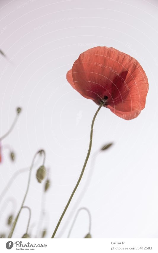 Wunderschöner roter Mohn auf einer grünen Wiese im Sommer Himmel Feld Überstrahlung Single Eleganz dünn intensiv botanisch Frühling hell Frische Botanik Pollen