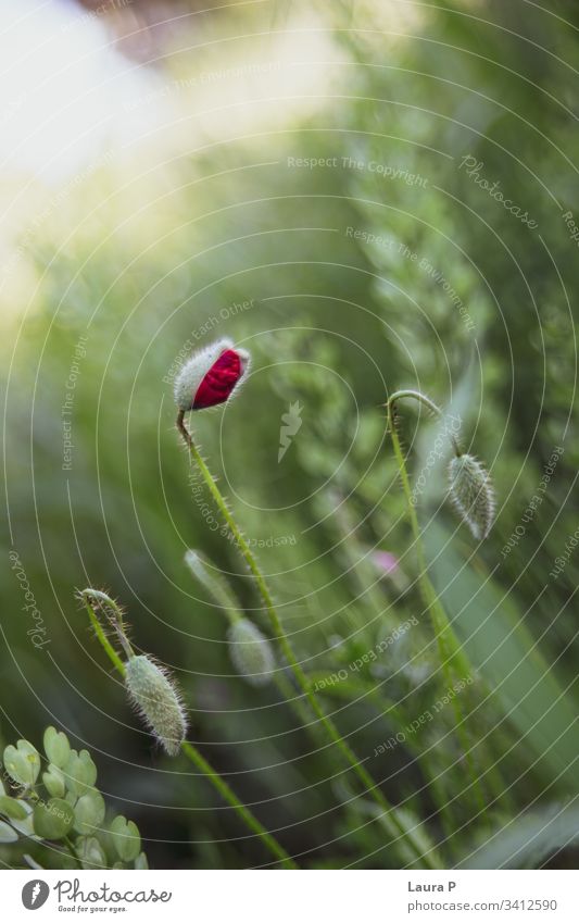 Wunderschöner roter Mohn auf einer grünen Wiese im Sommer Himmel Feld Überstrahlung Single Eleganz dünn intensiv botanisch Frühling hell Frische Botanik Pollen