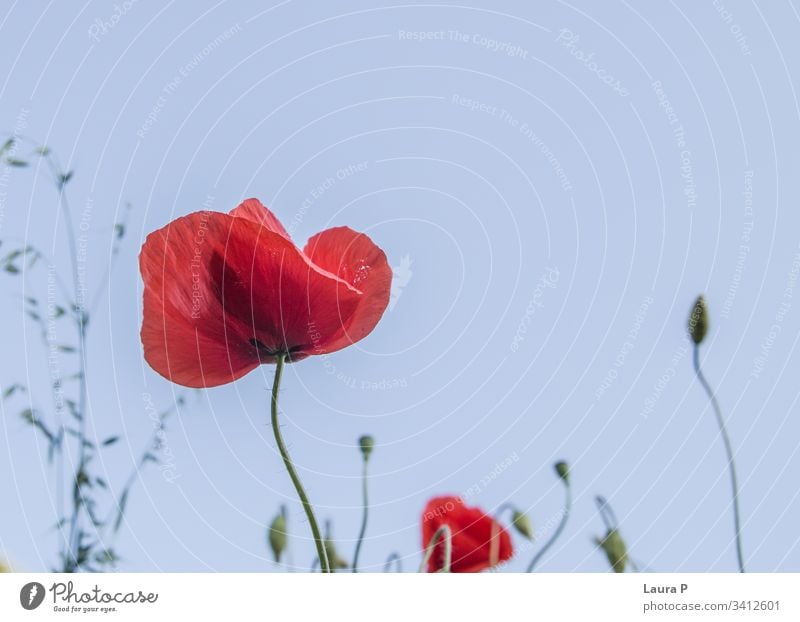 Wunderschöner roter Mohn auf einer grünen Wiese im Sommer Himmel Feld Überstrahlung Single Eleganz dünn intensiv botanisch Frühling hell Frische Botanik Pollen