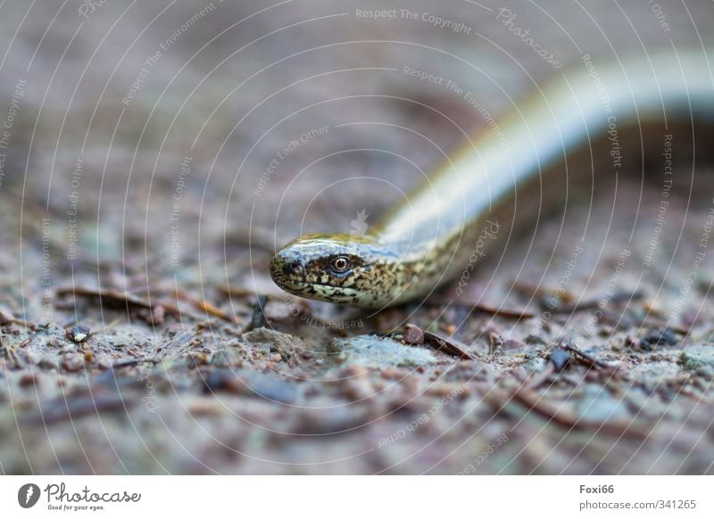 ich seh dich...... Klima Wiese Waldboden "Blindschleiche Schleiche" 1 Tier kalt lang Neugier dünn Geschwindigkeit braun gelb weiß Sicherheit achtsam ruhig