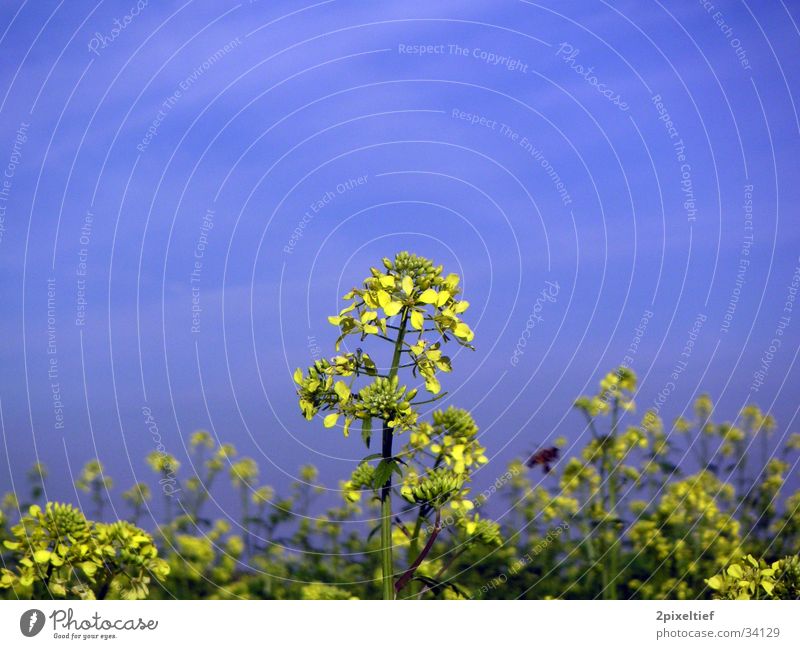 Gelbe Blume #2 Feld Biene Insekt Schönes Wetter gelb grün Himmel blau