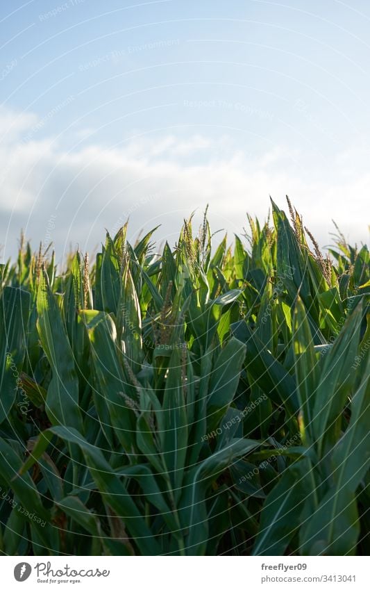 Detail der Spitze einer Maisplantage in voller Größe kurz vor der Ernte grün Panorama Sonne Nahaufnahme Saison Natur Müsli Sonnenlicht Blatt Laubwerk gold