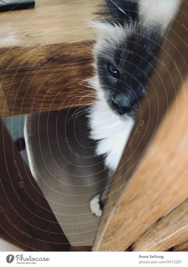 Katze sitzend am Tisch die traurig wegschaut heilige Birma Hauskatze Haustier beobachten Blick Säugetier Fell Farbfoto Schnauze Detailaufnahme Tier Nahaufnahme