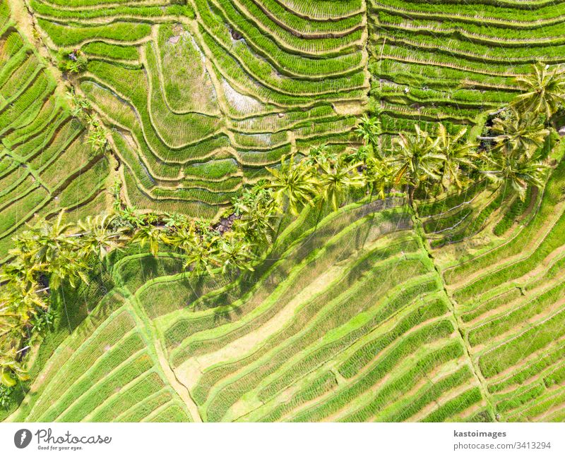 Drohnenansicht der Jatiluwih-Reisterrassen und -Plantage in Bali, Indonesien, mit Palmen und Wegen. Ansicht Antenne Muster Reisfeld Reisfelder Ackerbau Asien