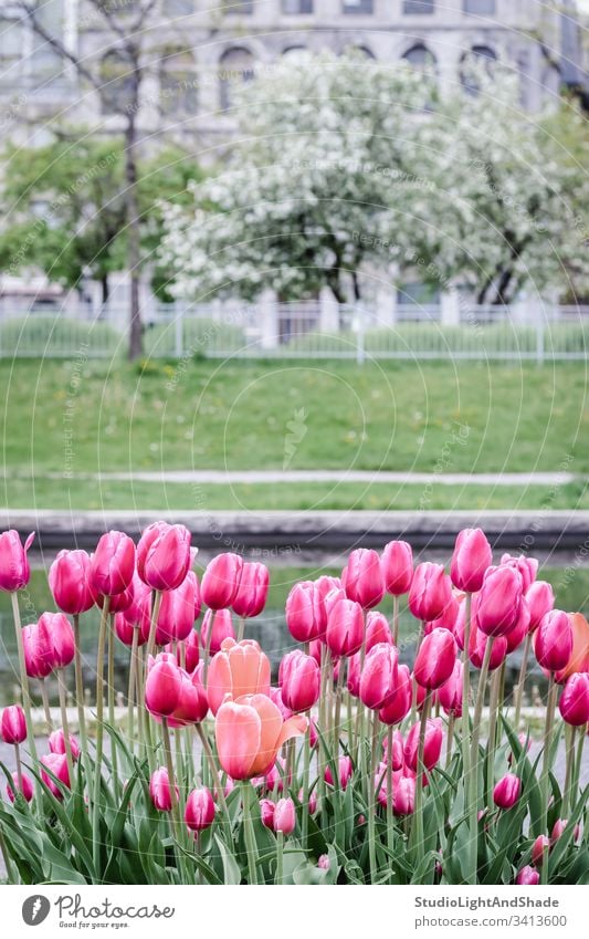 Rosa Tulpen in einem Frühlingspark Blumen Park Garten Rasen Blüte Blütezeit Überstrahlung Blühend weiß magenta rot rosa grau grün Gebäude Baum Bäume alt Stadt