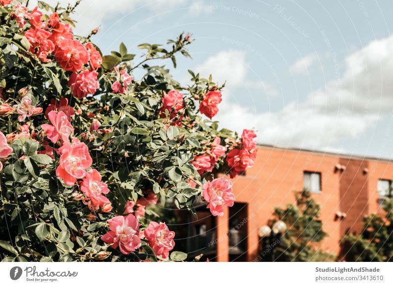 Blühende Wildrosen vor einem Backsteingebäude Gebäude Haus heimwärts Baustein Roséwein Rosen wild Hundsrose Hundsrosen Frühling Buchse Blütezeit Überstrahlung