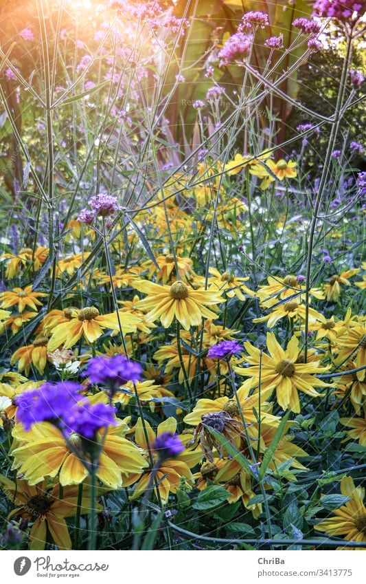 Sommerwiese mit Wildblumen und Sonnenstrahlen meadow summer nature floral rural blossom green plant field season flower grass sunlight outdoor wildflower