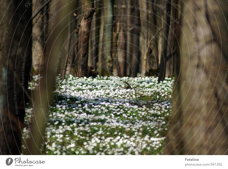 Märchenwald Umwelt Natur Landschaft Pflanze Baum Blume Blüte Wiese Wald natürlich braun grün weiß Frühblüher Frühling Buschwindröschen Farbfoto mehrfarbig