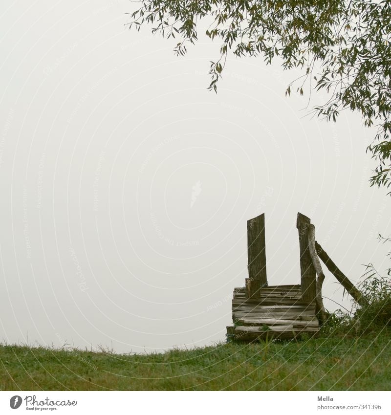 Textfreiraum Umwelt Natur Landschaft Wasser Frühling Sommer Pflanze Baum Gras Grünpflanze Weide Ast Seeufer Teich Einsamkeit Erholung Pause ruhig Steg leer