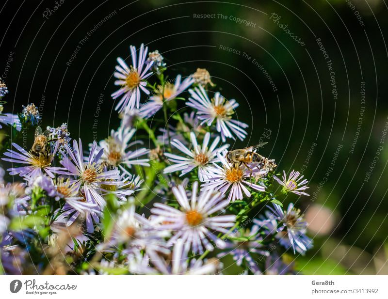 Bienen auf Kamillenblüten Hintergrund Hintergrund Kamille Blütezeit hell Farbe zarte Blumen Insekten Wiese Natur Blütenblätter Pflanze Pollenflug mehrere