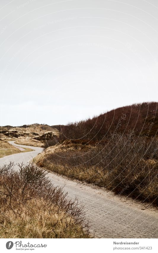 Zwischen den Dünen ruhig Ferien & Urlaub & Reisen Tourismus Sommer Natur Landschaft Pflanze schlechtes Wetter Gras Sträucher Wildpflanze Küste Nordsee