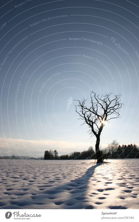 Baum Gegenlicht Feld Haus Wolken weiß schwarz Sonne Himmel Schnee Landschaft blau