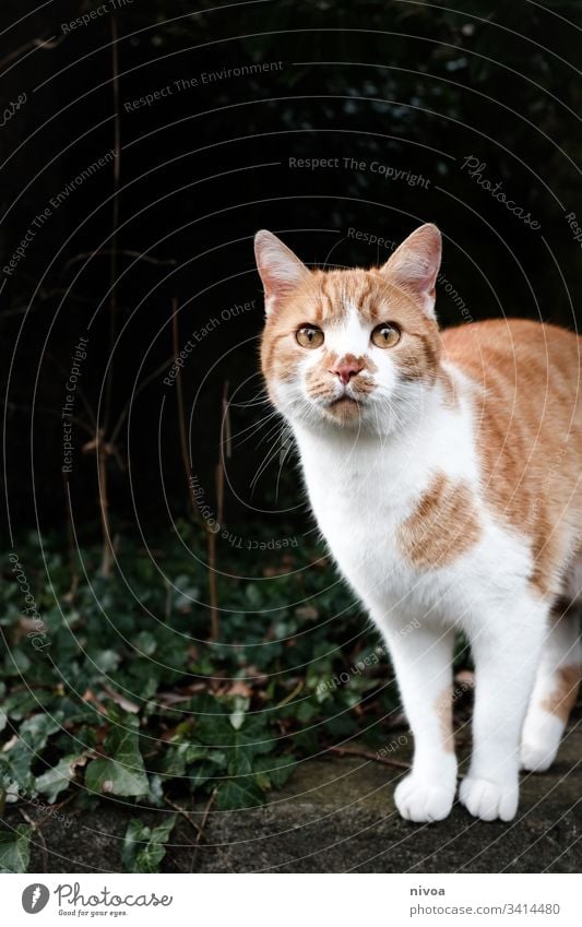 rot weisse Katze Haustier draußen Farbfoto Tier Hauskatze Menschenleer Tierporträt Blick Fell 1 Schnurrhaar Tiergesicht Tag Neugier Schnauze niedlich Katzenkopf